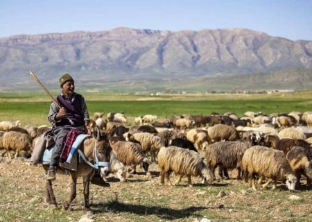 عشایر ممسنی کوچ پاییزه خود را آغاز کردند