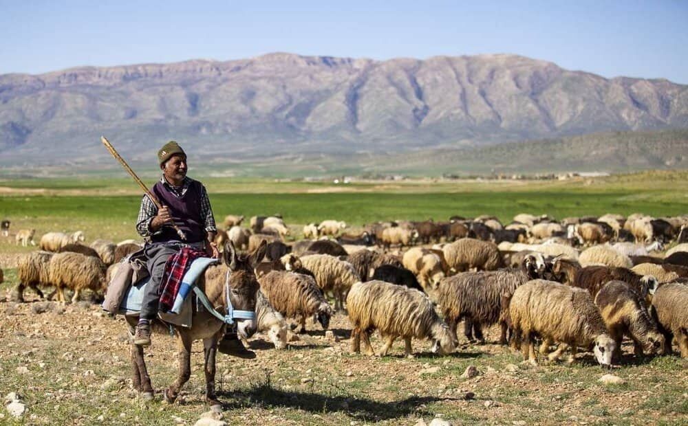 عشایر ممسنی کوچ پاییزه خود را آغاز کردند