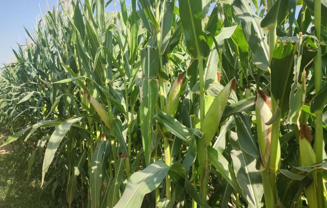 آغاز برداشت ذرت علوفهای از کشتزارهای کازرون