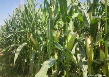 آغاز برداشت ذرت علوفه‌ای از کشتزارهای کازرون