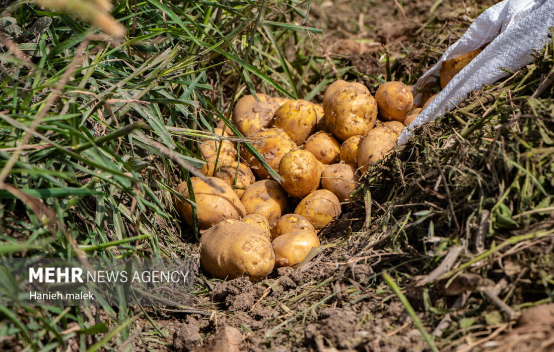 صادقی خبر داد: عرضه 2000 تن سیب زمینی به بازار مازندران