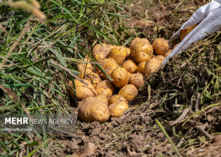 صادقی خبر داد: عرضه 2000 تن سیب زمینی به بازار مازندران