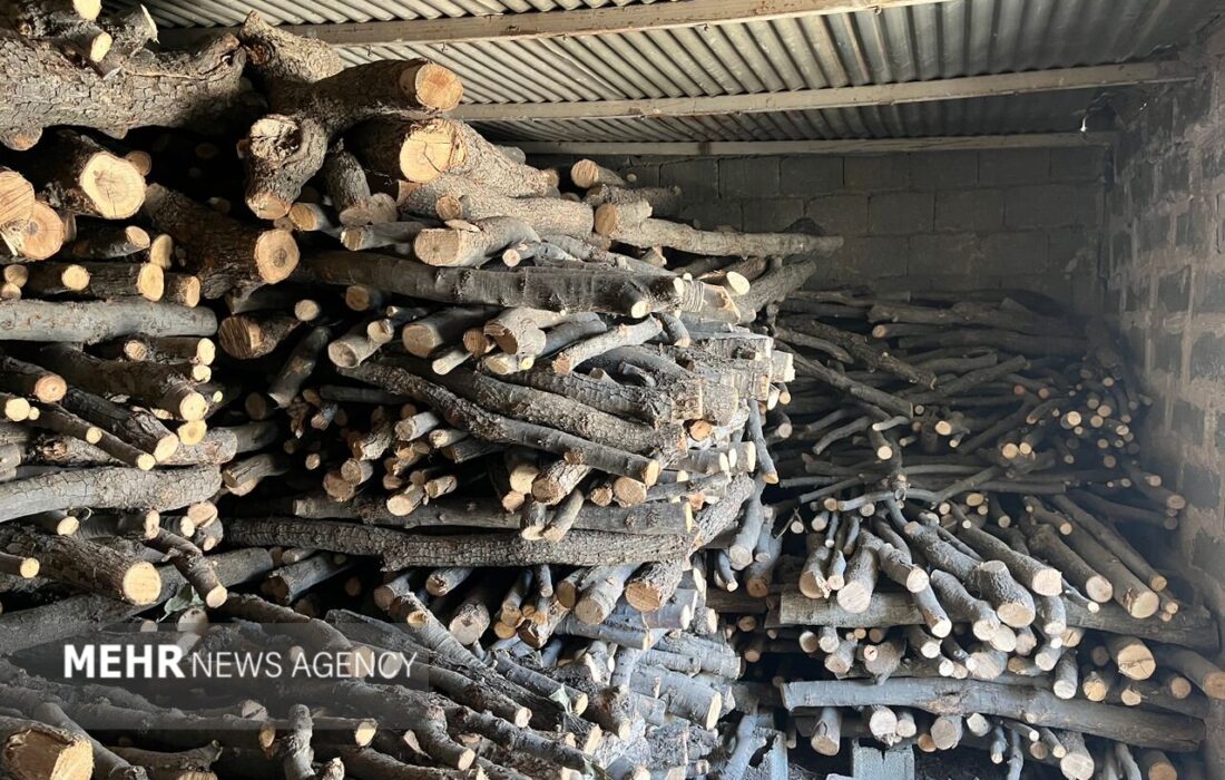 بازداشت متهم قطع غیرقانونی درختان ممرز و توسکا در روستای خوریه