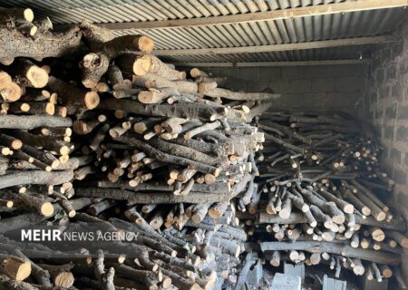 بازداشت متهم قطع غیرقانونی درختان ممرز و توسکا در روستای خوریه