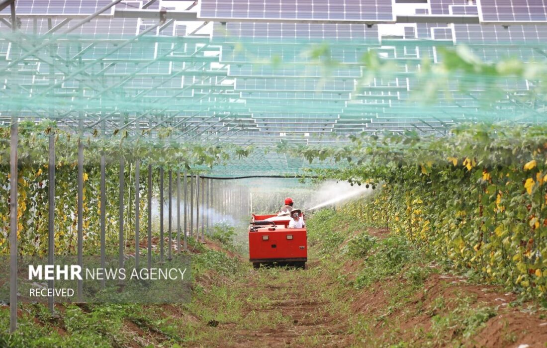 راهبرد شرکتهای کشاورزی خارجی چین برای بینالمللی شدن