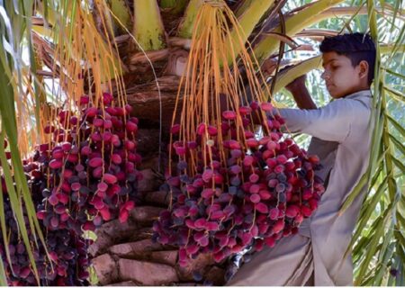برداشت ۳۰ هزار تن خرما در سیب و سوران به همت سپاه