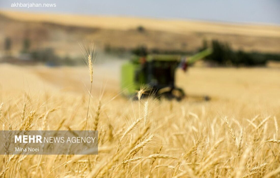 پرداخت هزینه بیمه گندمزارهای کشور از جیب کشاورزان توسط دولت