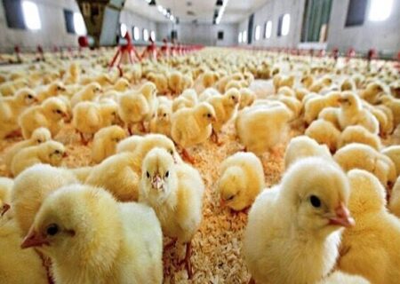 توزیع ۶ هزار قطعه جوجه یکروزه میان عشایر و روستائیان سیستان و بلوچستان