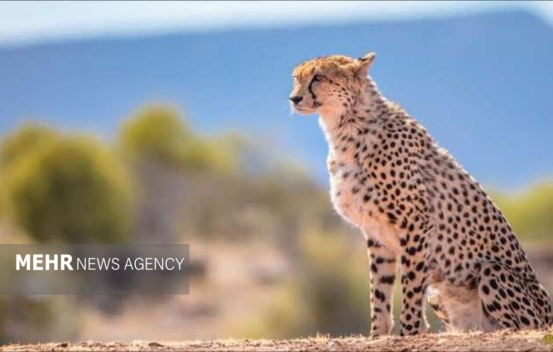 ایجاد گذرگاه امن برای یوزپلنگ ایرانی در جاده عباس‌آباد – میامی