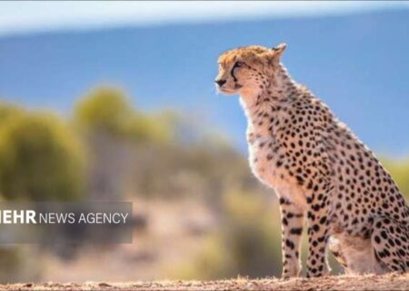 ایجاد گذرگاه امن برای یوزپلنگ ایرانی در جاده عباس‌آباد – میامی