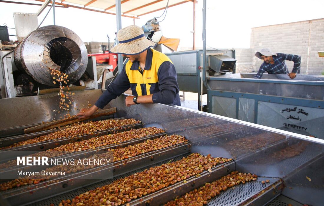 جشنواره ملی پسته به میزبانی خاتم برگزار خواهد شد