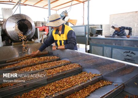 جشنواره ملی پسته به میزبانی خاتم برگزار خواهد شد