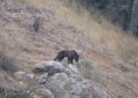 خرس قهوه‌ای در شاهرود نجات یافت و به طبیعت بازگردانده شد