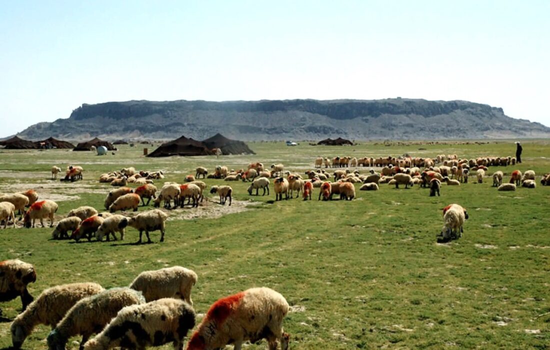 جامعه عشایری به زودی صاحب کارت الکترونیکی شارژ آرد میشوند