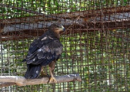 یک بهله عقاب صحرایی در میناب رهاسازی شد