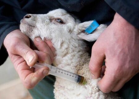 برنامه ریزی برای ایجاد سامانه جامع واکسیناسیون ملی در کشور