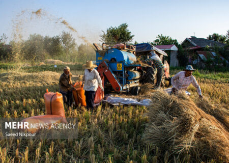 کهگیلویه و بویراحمد چشم‌انتظار برداشت ۵۵ هزار تن شلتوک