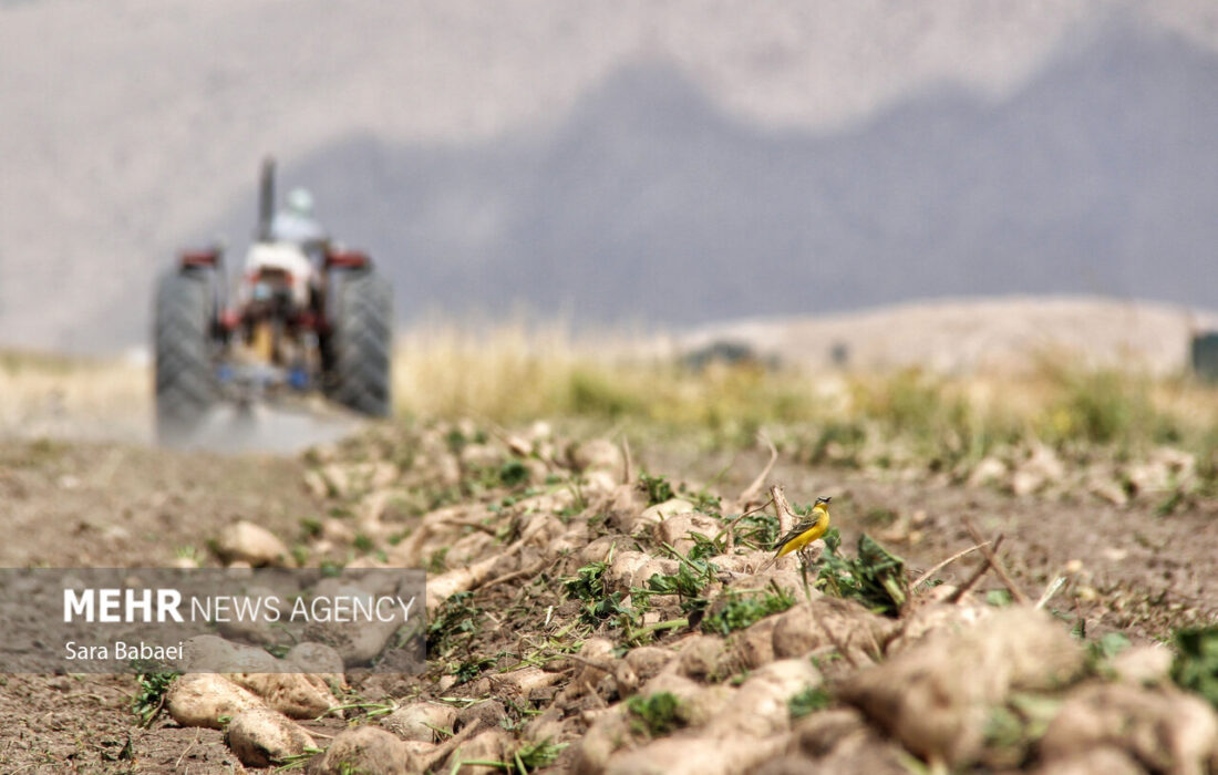 آغاز برداشت چغندر قند در مزارع کرمانشاه