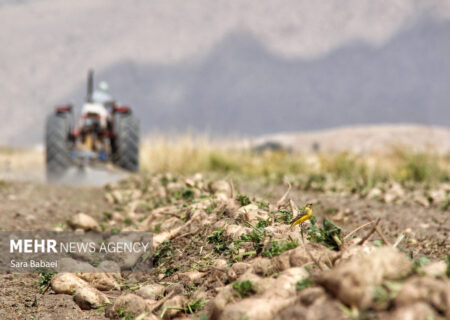 آغاز برداشت چغندر قند در مزارع کرمانشاه