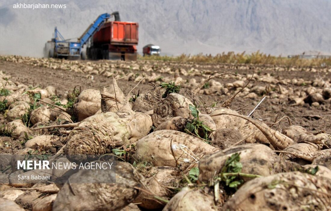 آغاز برداشت چغندر قند از ۳۵۰ هکتار مزارع کوار به گفته جوکار