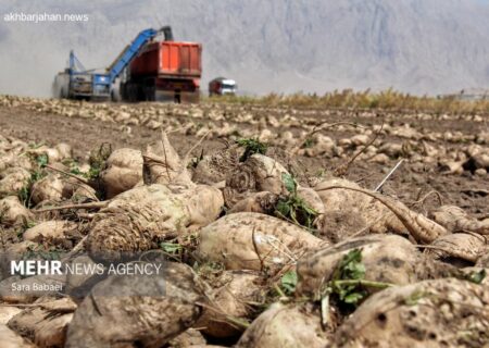آغاز برداشت چغندر قند از ۳۵۰ هکتار مزارع کوار به گفته جوکار