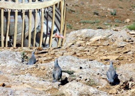 دستگیری 6 متخلف شکار پرندگان شکاری در هرمزگان