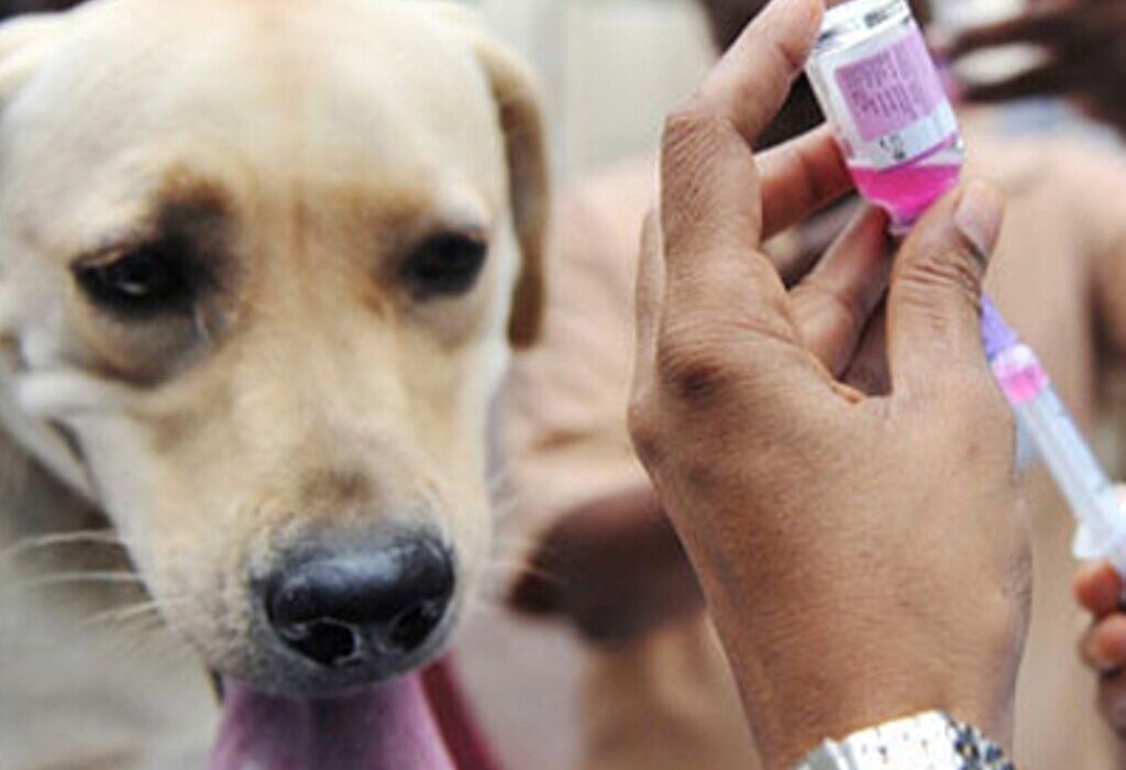 سرپرست شبکه بهداشت گناوه خواستار اقدام عملی برای مهار سگهای ولگرد شد