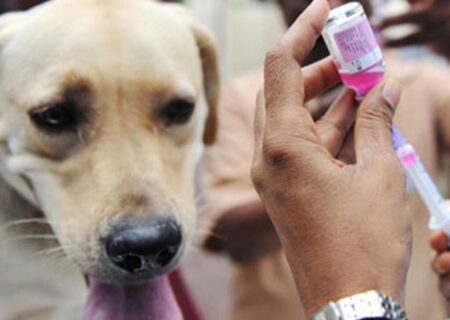 سرپرست شبکه بهداشت گناوه خواستار اقدام عملی برای مهار سگ‌های ولگرد شد