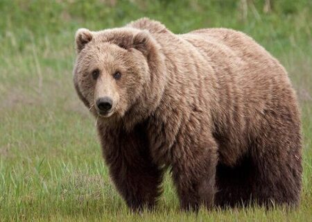 رصد 3 خرس قهوه‌ای در کوهستان‌های فیروزکوه