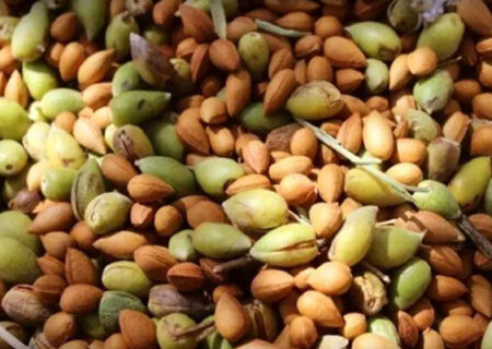 جشن بادام و عسل، روستای گنداب کرمانشاه را غرق شادی می‌کند