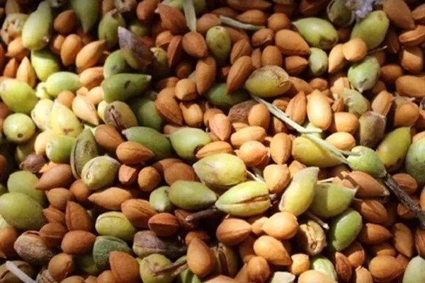 جشن بادام و عسل، روستای گنداب کرمانشاه را غرق شادی میکند