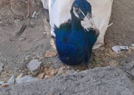 کشف محموله ۱۰ طاووس هندی قاچاق در مرز باشماق مریوان