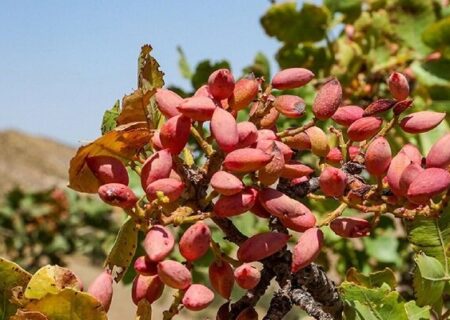 رشد ۲۴ درصدی برداشت پسته در آذربایجان شرقی به گفته شفیعی