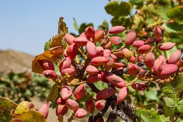 رشد ۲۴ درصدی برداشت پسته در آذربایجان شرقی به گفته شفیعی