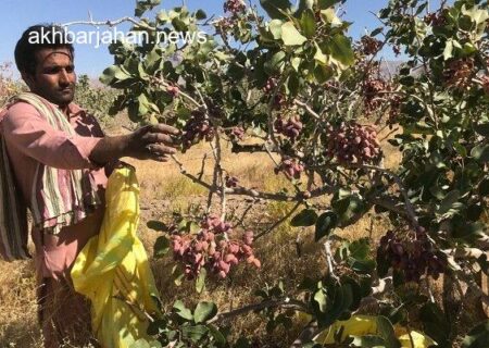 ۲ هزار هکتار باغ پسته در گرمسار چشم‌نوازی می‌کند