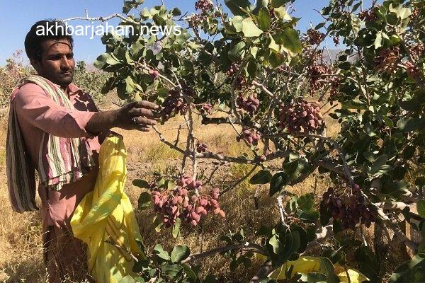 ۲ هزار هکتار باغ پسته در گرمسار چشمنوازی میکند
