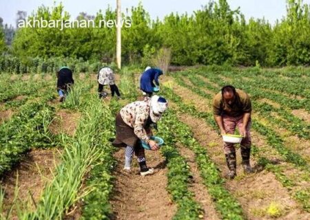 توصیه احمدی به کشاورزان: مقابله با جوندگان را در اولویت قرار دهید