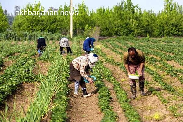 توصیه احمدی به کشاورزان: مقابله با جوندگان را در اولویت قرار دهید