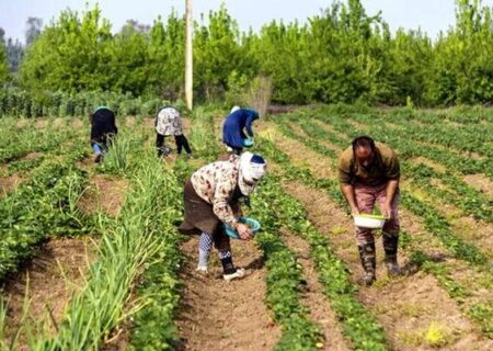 شهرکرد پیشرو در کشاورزی نوین: توسعه کشت زیر پلاستیکی برای افزایش بهره‌وری