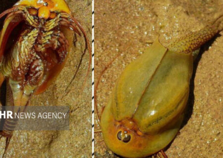 مشاهده میگوی سر وزغی، مشهور به فسیل زنده، در اردستان