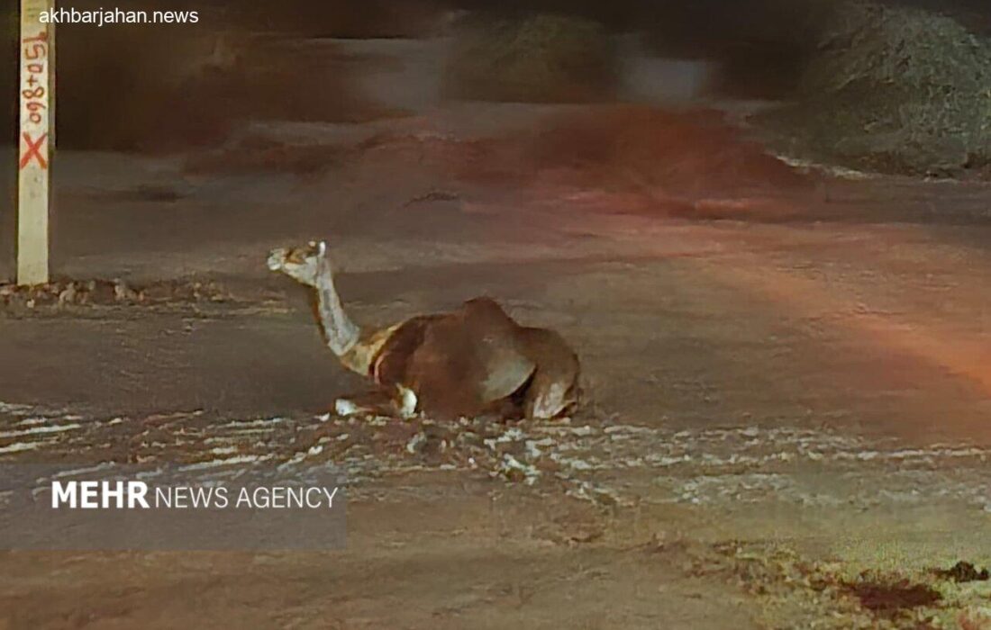 حادثه جدید در جاسک؛ شترهای سرگردان دردسرساز شدند