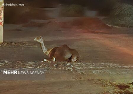 حادثه جدید در جاسک؛ شترهای سرگردان دردسرساز شدند