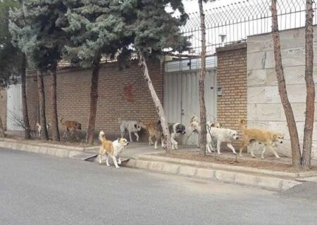 نگرانی اهالی شهرک ارتش کرمان از جولان سگ‌های ولگرد