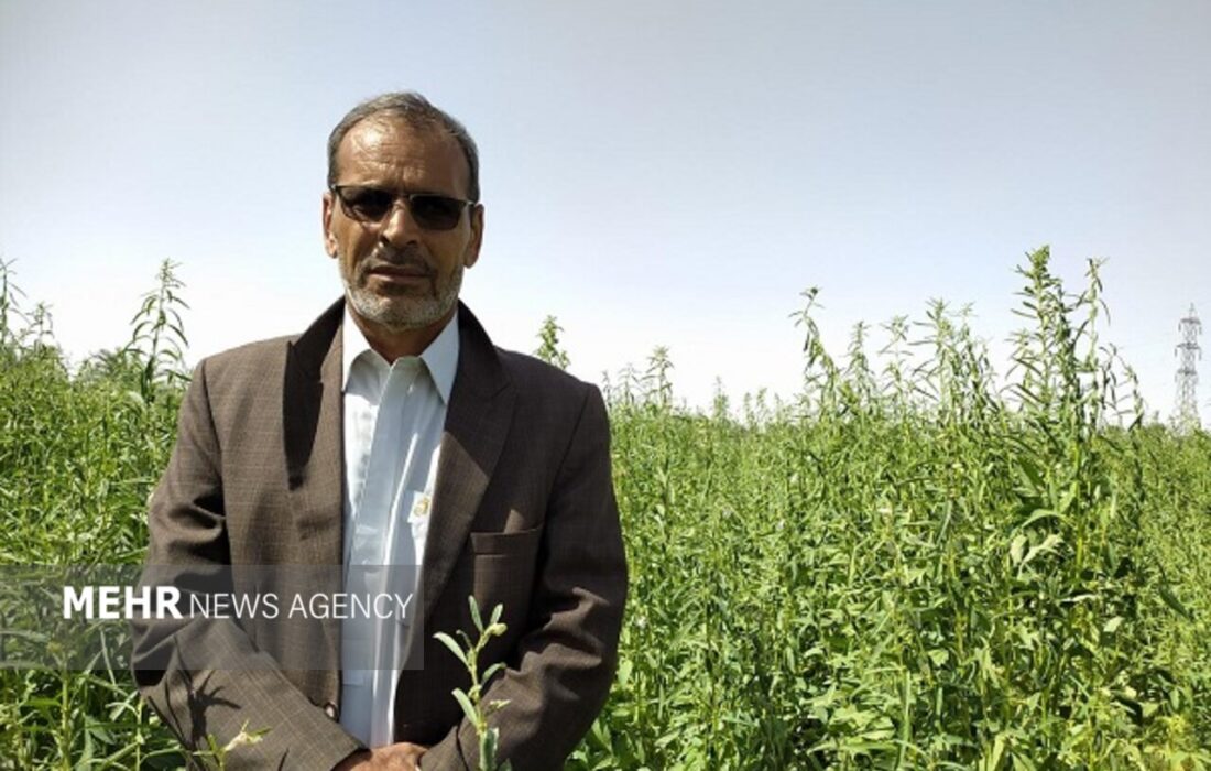 پایان برداشت چین دوم حنا در قطب تولید حنای کشور به روایت نارویی