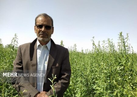 پایان برداشت چین دوم حنا در قطب تولید حنای کشور به روایت نارویی