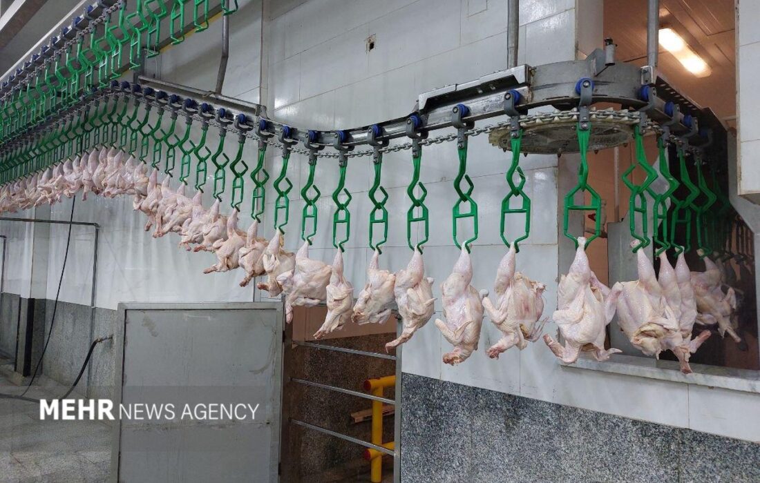 تکذیب کاهش آمار جوجهریزی؛ تولید ماهانه ۱۵۰ میلیون قطعه جوجه