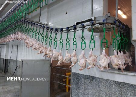 تکذیب کاهش آمار جوجه‌ریزی؛ تولید ماهانه ۱۵۰ میلیون قطعه جوجه