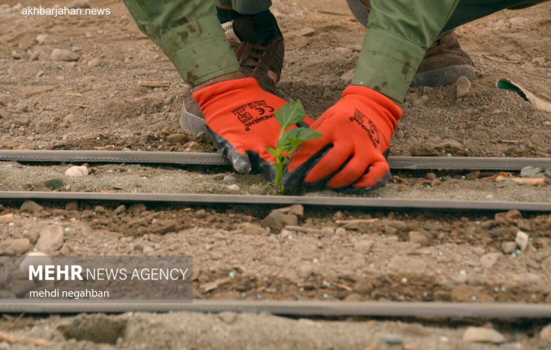 آغاز برداشت فلفل دلمهای رنگی از گلخانههای رودان