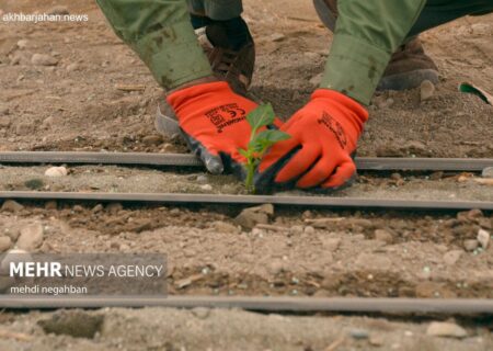آغاز برداشت فلفل دلمه‌ای رنگی از گلخانه‌های رودان
