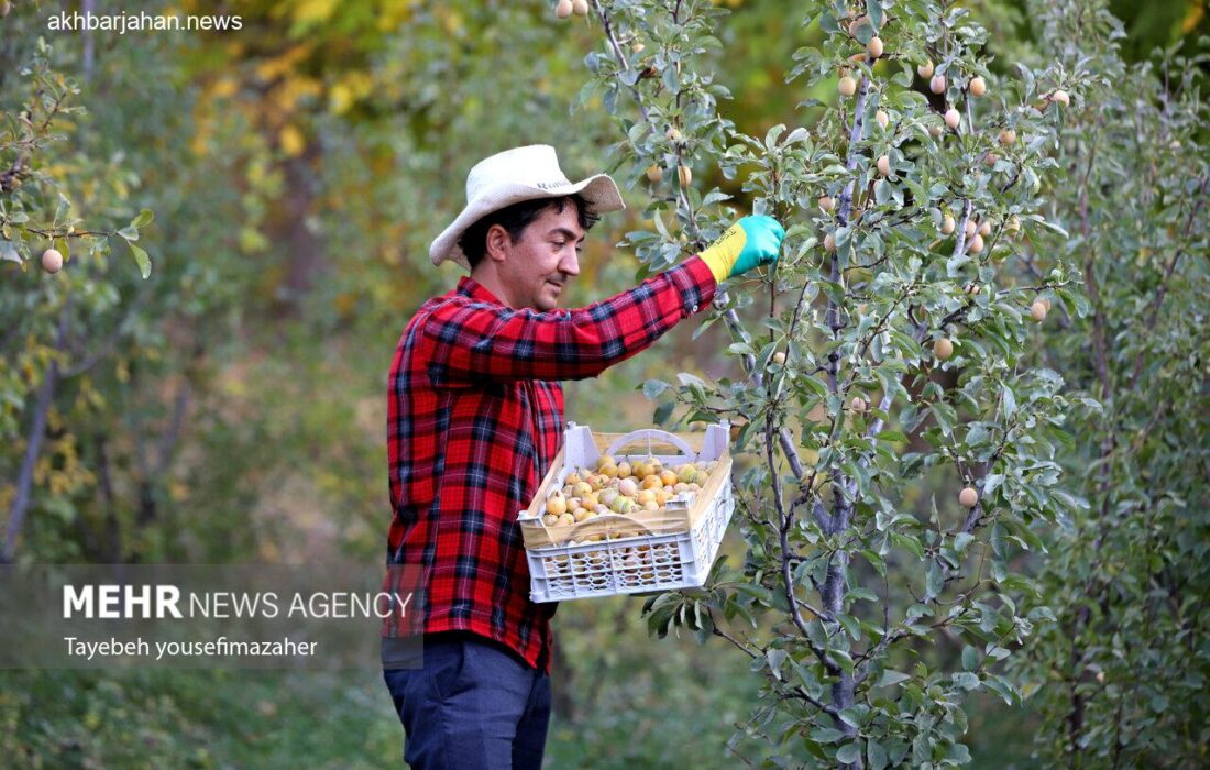 تصاویر برداشت پر رونق آلو از باغات روستای حیدره قاضی خان همدان